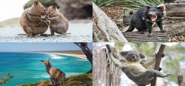Berwisata Ke Australia Tidak Lengkap Jika Belum Melihat Hewan-Hewan Ini !